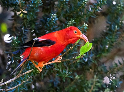 Bright red bird with curved beak on deep green forest tree