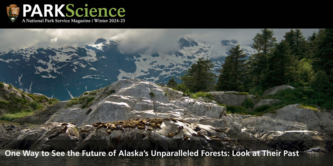 A spectacular scene of snow-capped mountains, forest, rocks and sea lions in rainy weather