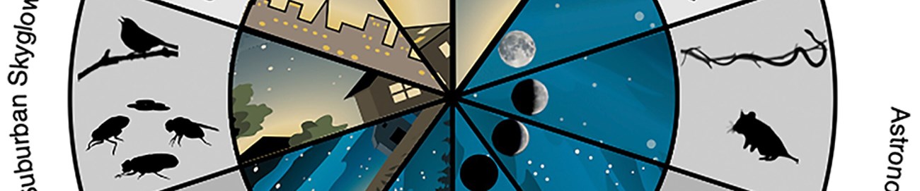 Section of a diagram from the article, Perpetual "Moonlight” May Be Disrupting Animals’ Life Cycles