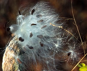 Bursting milkweed pod