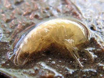 A translucent amphipod lies in water on a natural substrate