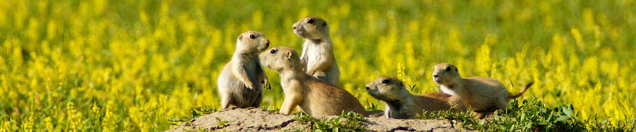 A group of five black-tailed prairie dogs on a mound of dirt surrounded by yellow and green plants.