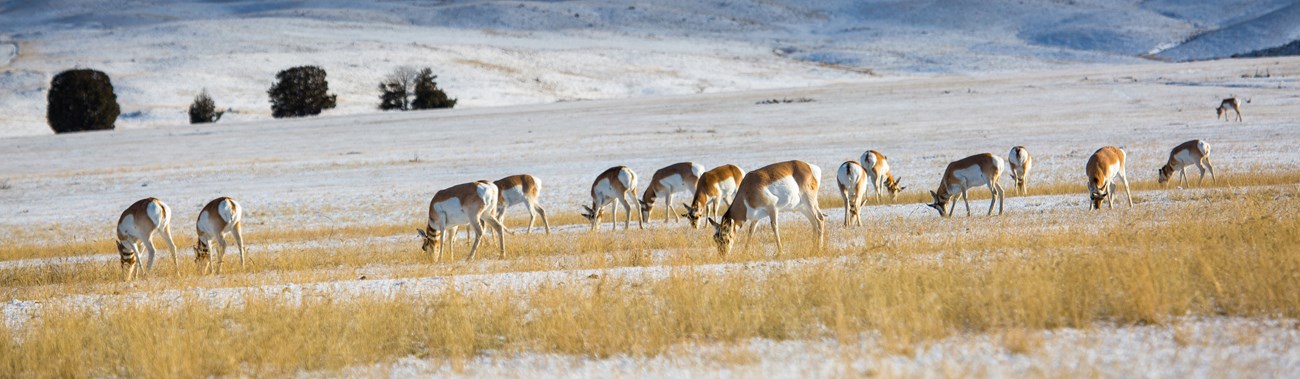 Brown and white antelopes grazing in a grassy, snow-covered field