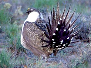 a brown ground bird with yellow brows, a prominent white chest, and a fanned tail with pointed, white-tipped feathers in the open sagebrush steppe