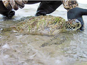 A hand lifts the head of a stunned sea turtle in shallow water, covered in barnacles and seagrass. Its eye is barely open.