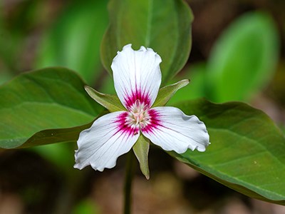 White flower with deep pink interior on a background of green leaves