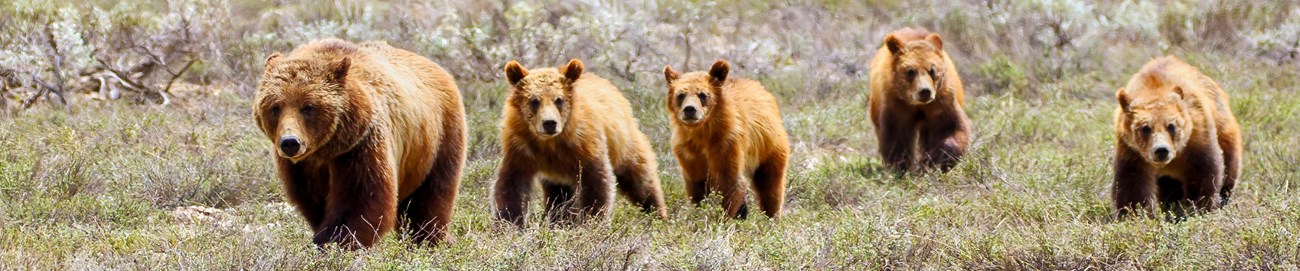 Five bears in a grassy field.