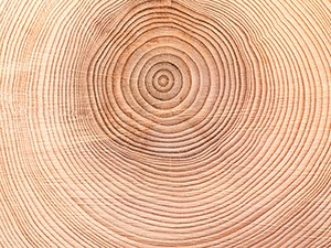 Tree rings