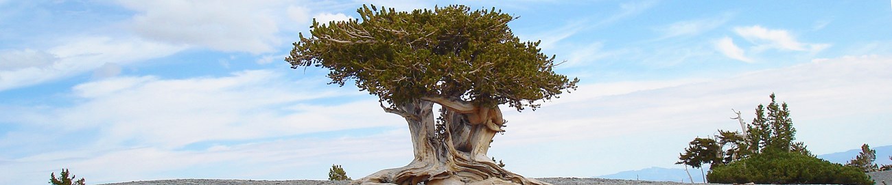 A short tree sits on a gray plain with blue skies and distant mountains in the background