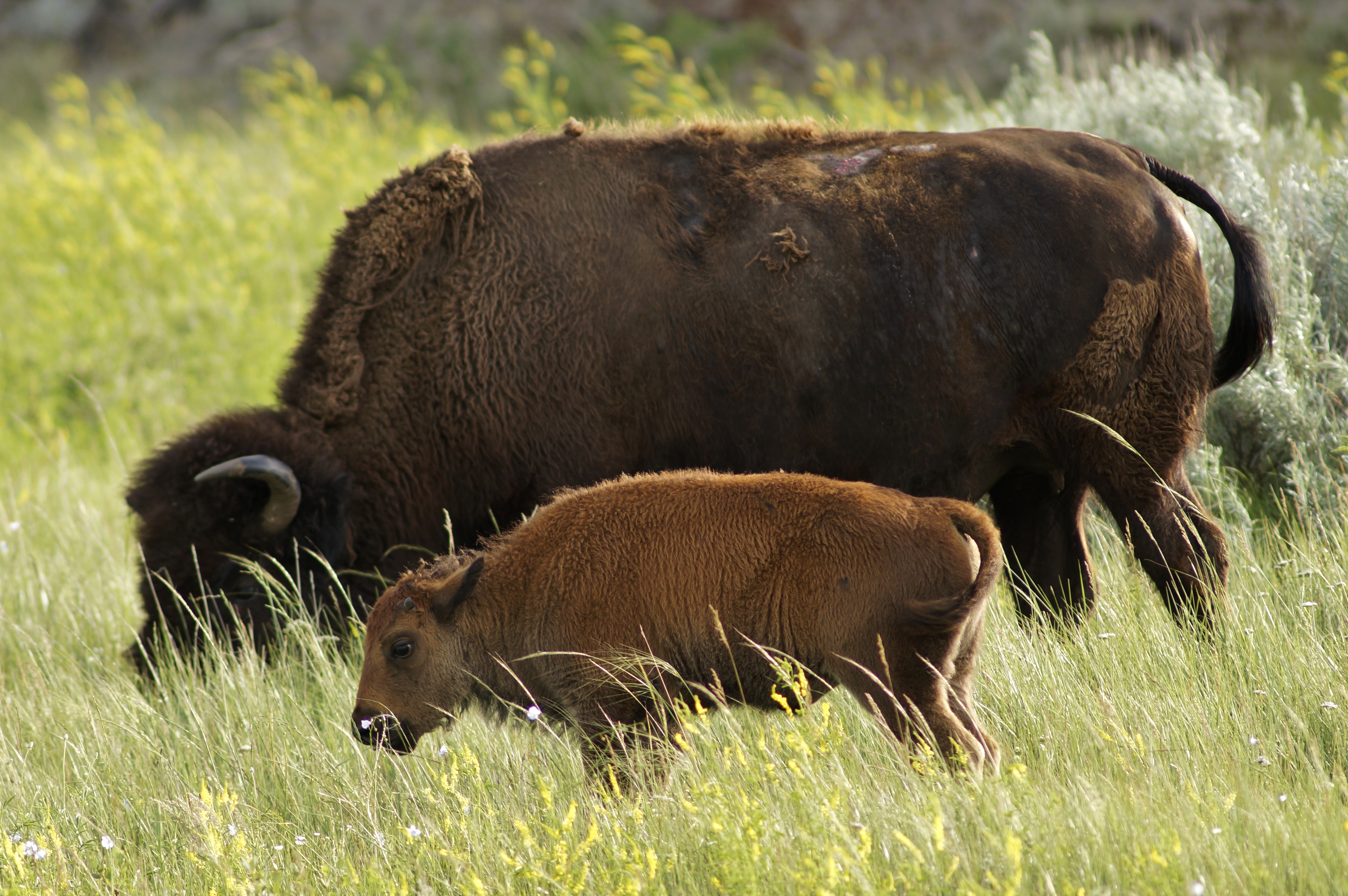A female bison with lighter colored calf