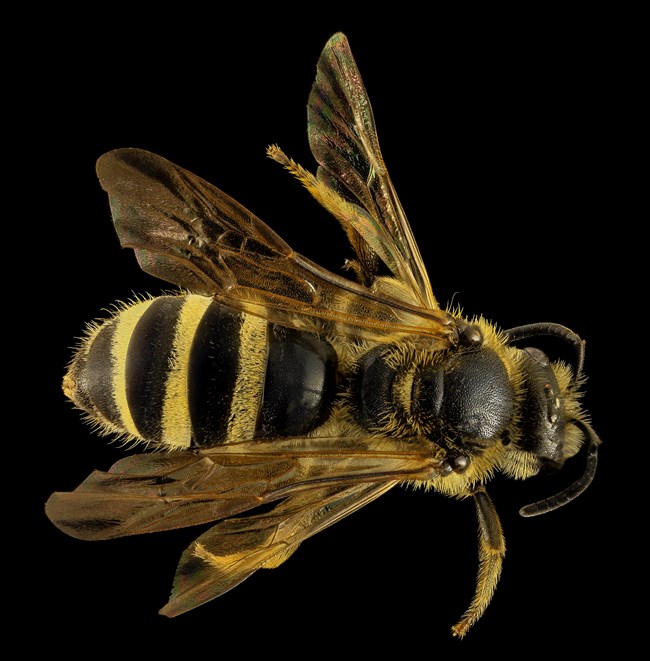 Close-up photo of a black and yellow bee, showing fine details of its fuzzy body, delicate wings, and large compound eyes.