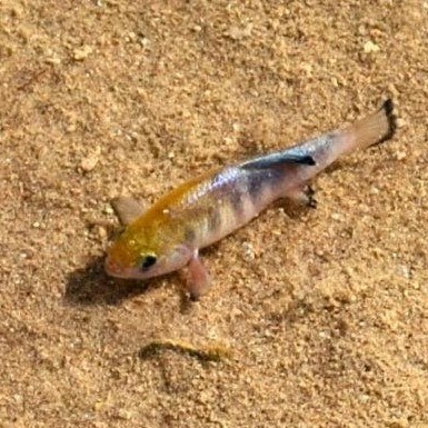 A small brown fish against a sandy bed