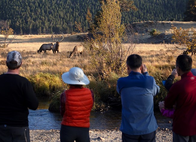 visitors watch elk from a safe distance