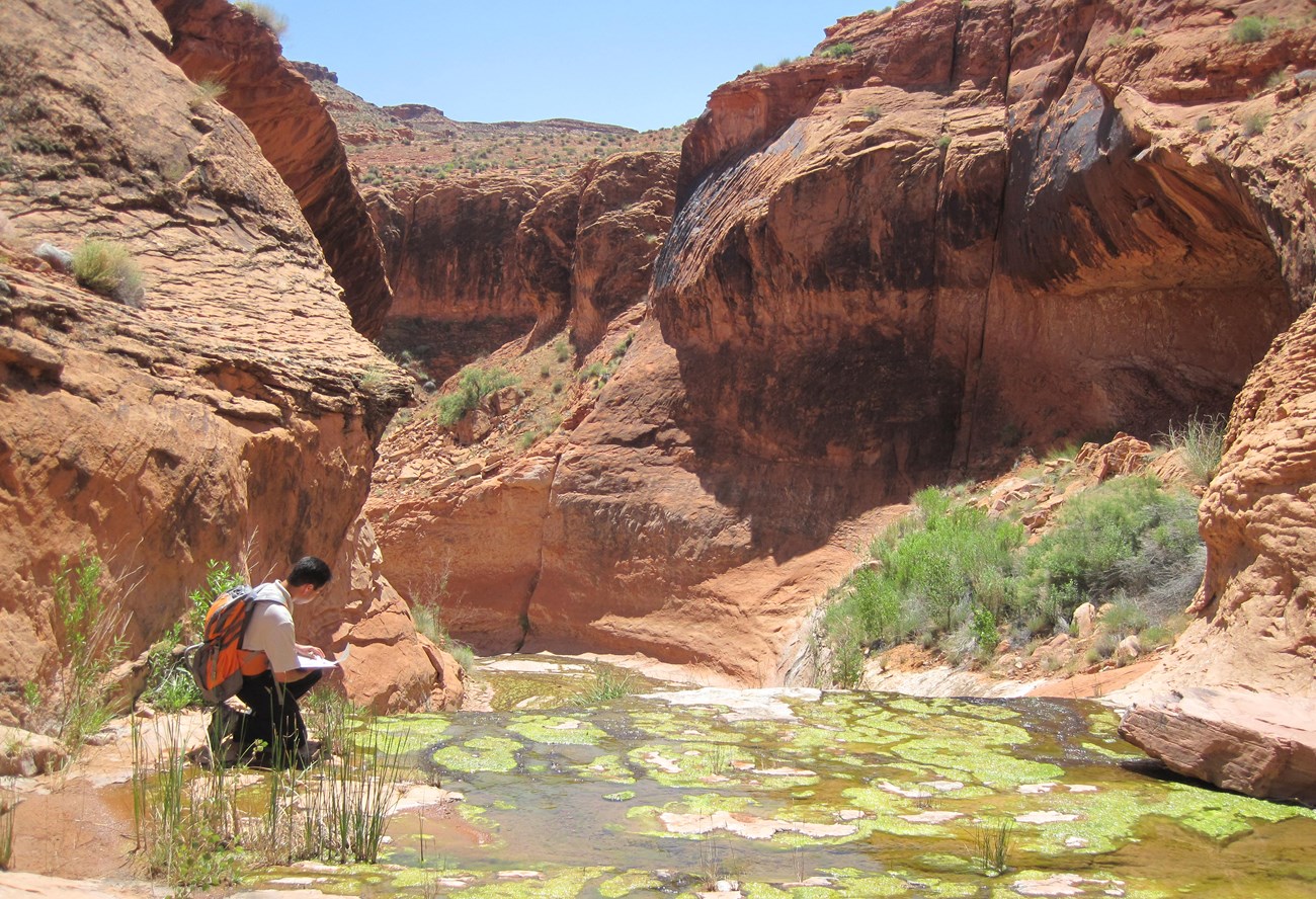 person in small red rock canyon with pools of water