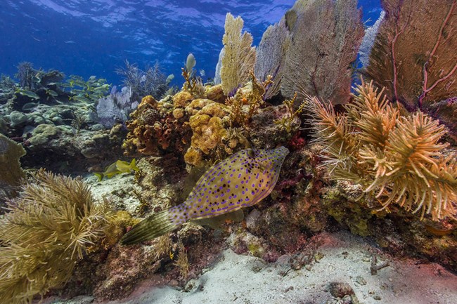 Biscayne coral reefs. Colorful fish and bright blue water.