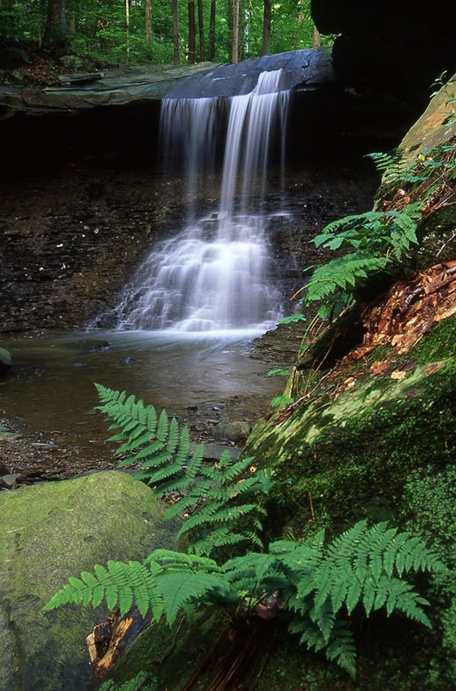 Blue Hen Falls cascades off a rock shelf surrounded by lush fern foliage.