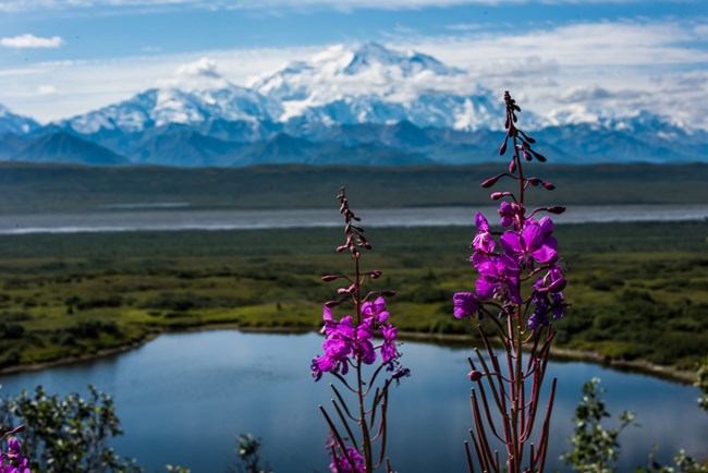 Summer in Alaska. Snowy Denali mountain in the background, purple Alaska fireweed in the foreground.