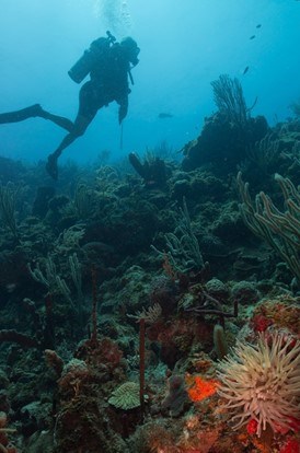 Scuba diver in clear blue waters above a coral reef covered in colorful marine life.