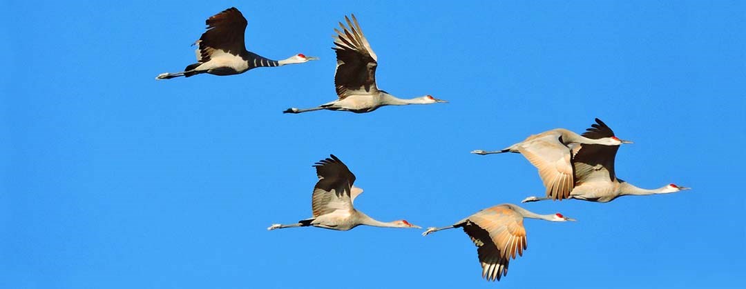 Sandhill Cranes flying west of Great Sand Dunes National Park and Preserve