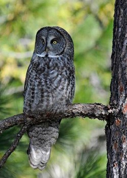 A great gray owl perches on a tree branch.