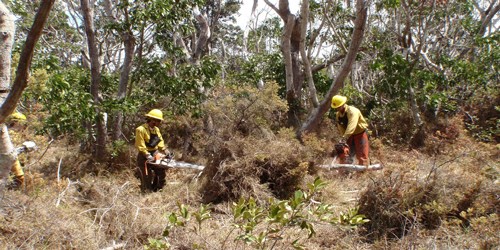 Two people wearing safety gear use chainsaws to cut dry shrubs in a burned forest