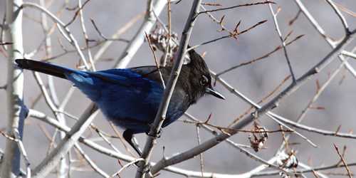 Blue bird with black head and crest perched on thorny branch.