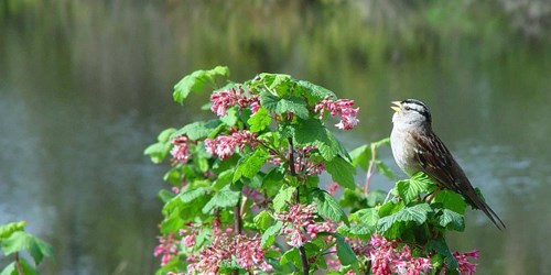 Sparrow singing on a bush