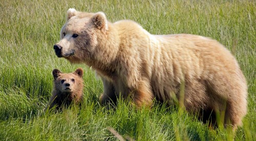 Brown bear and cub standing in tall grass