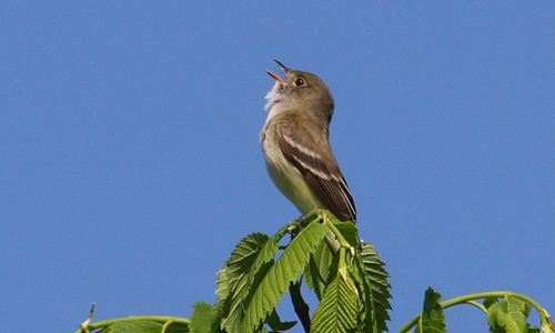 Alder Flycatcher singing