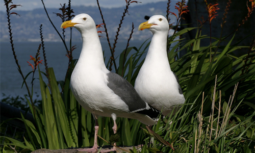 Two Western Gulls standing in a bush.