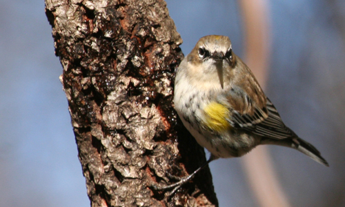 Small bird perched on a branch
