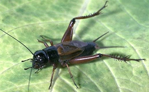 Cricket on a leaf