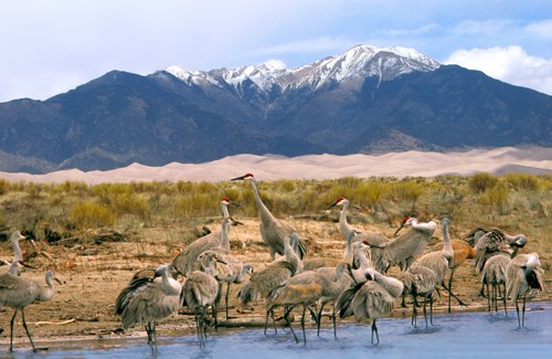 A group of long-legged gray birds standing in shallow water, with sand dunes and mountains in the background.