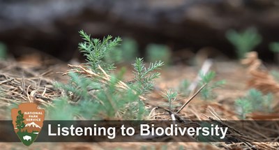 Opening title, Listening to Biodiversity, appears over a background of pine needles on forest floor