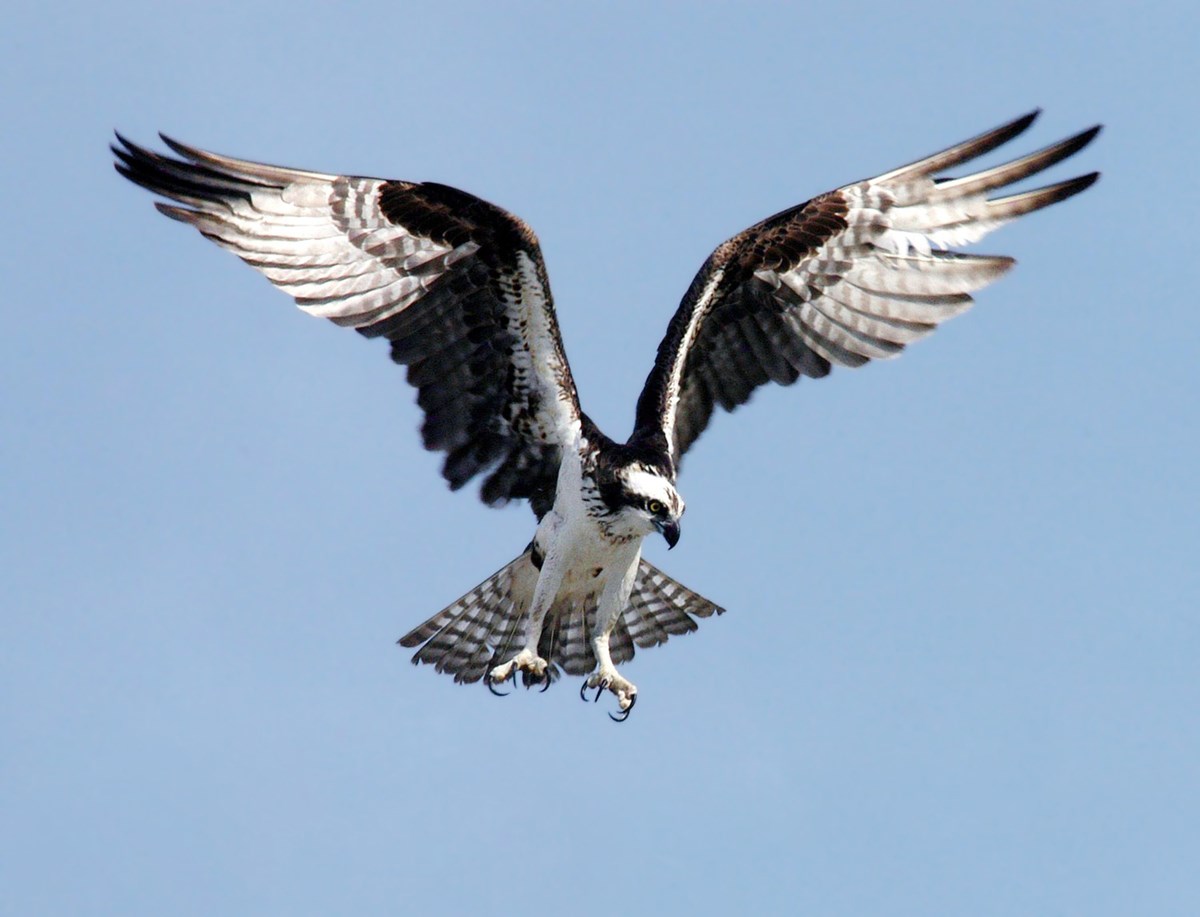 osprey new zealand