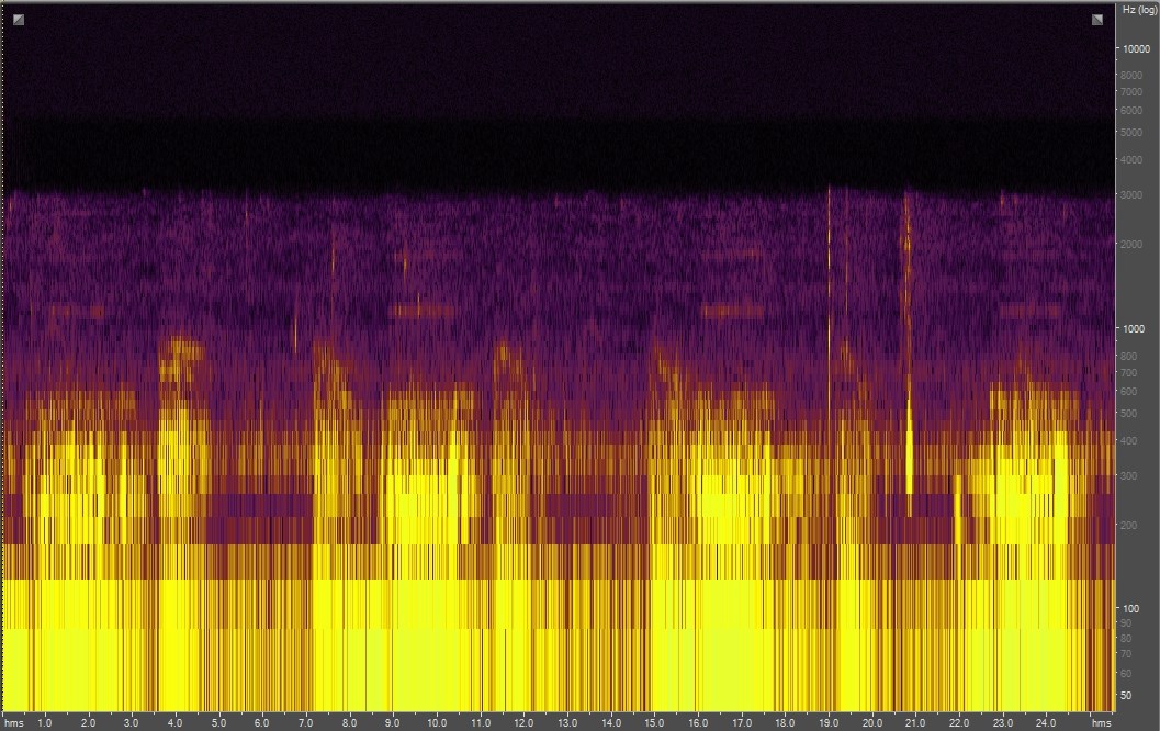 Spectrogram of alligator audio recording
