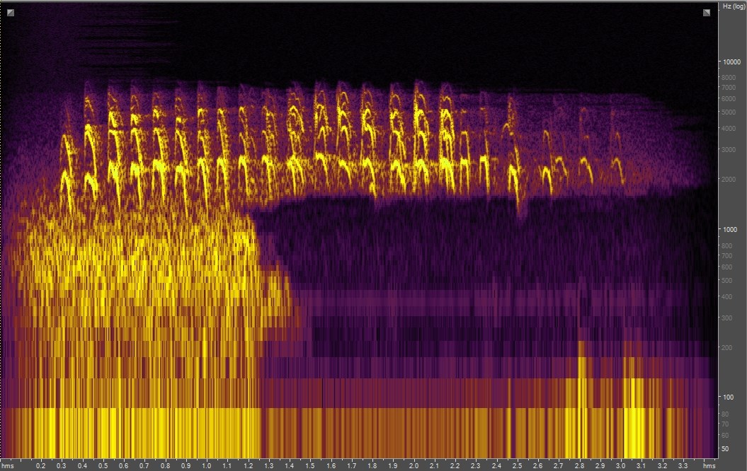 Spectrogram of an American Robin