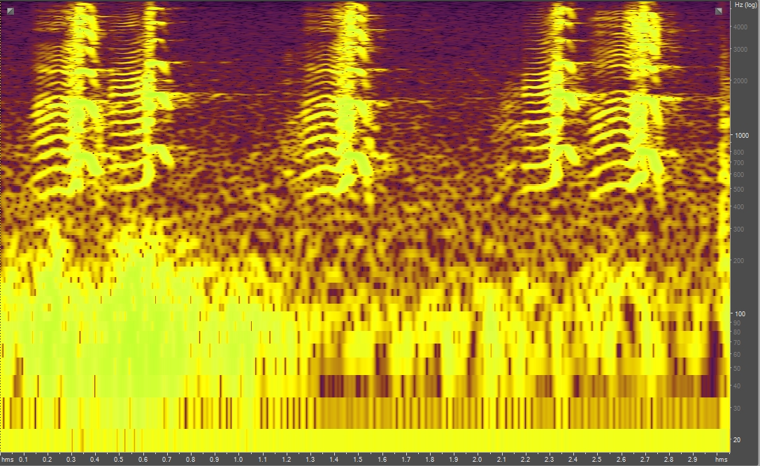 Spectrogram of Canada geese