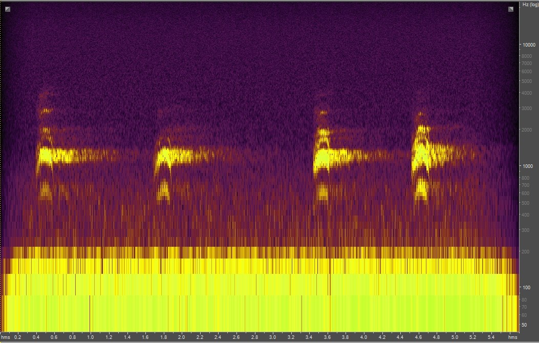 Spectrogram of common raven