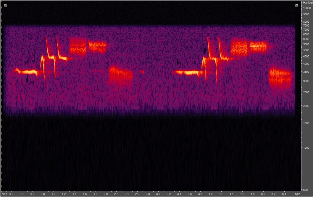 Spectrogram of white-crowned sparrow