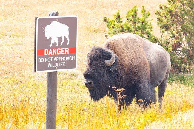 a bison stands next to a sign that says "danger do not approach wildlife"