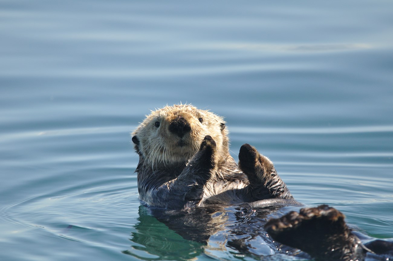 sea otter surfacing in the water
