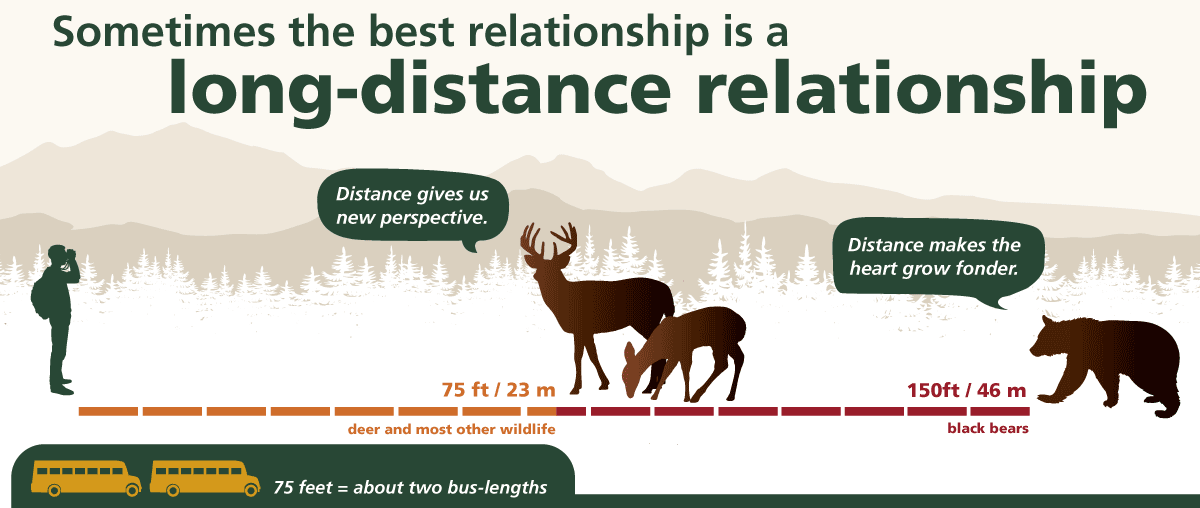 Graphic that depicts distances to stay away from wild animals Large animals should be 75 feet away and extra large animals should be 120 feet away.