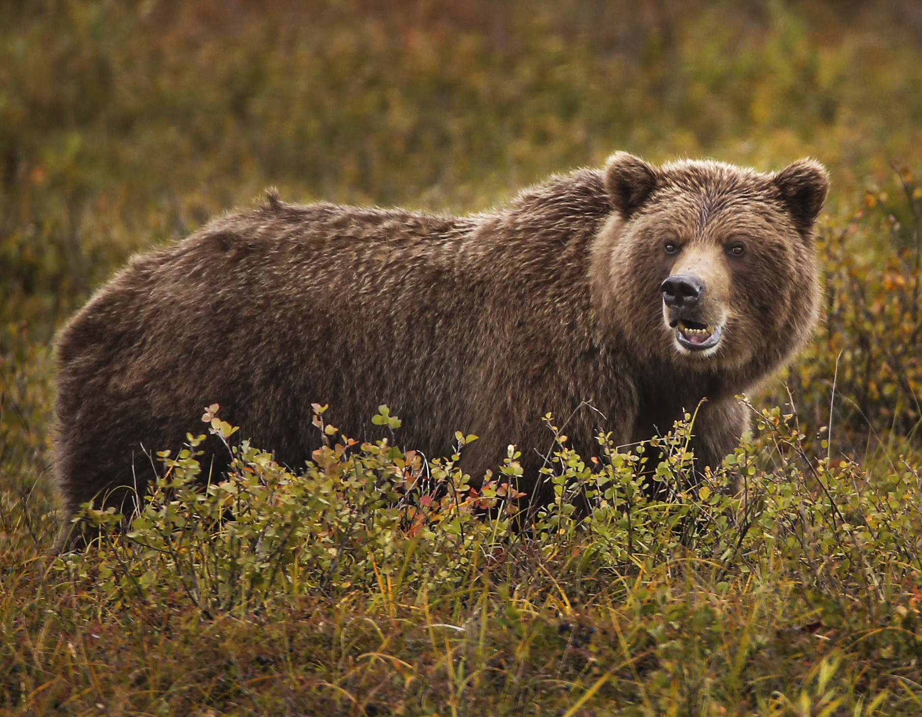 A grizzly bear eats berries