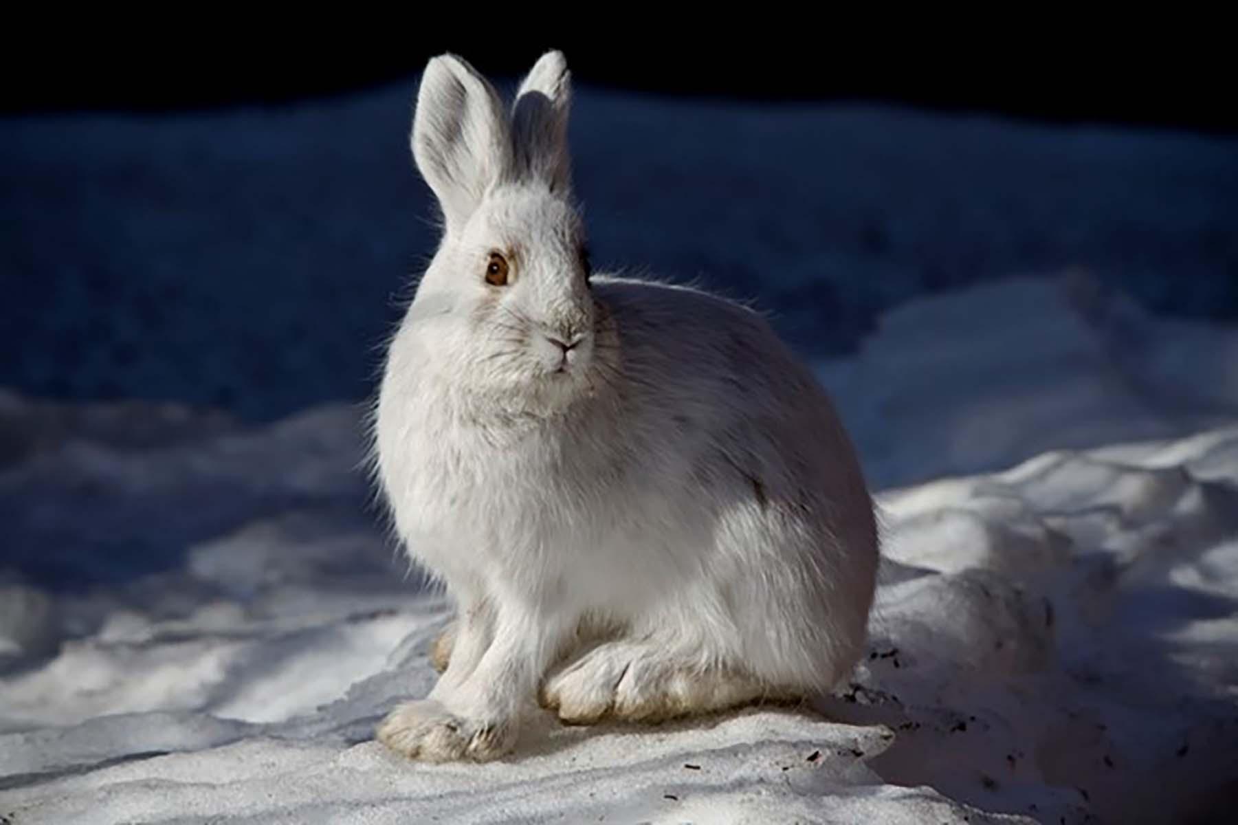 white Snowshoe Hare in the snow
