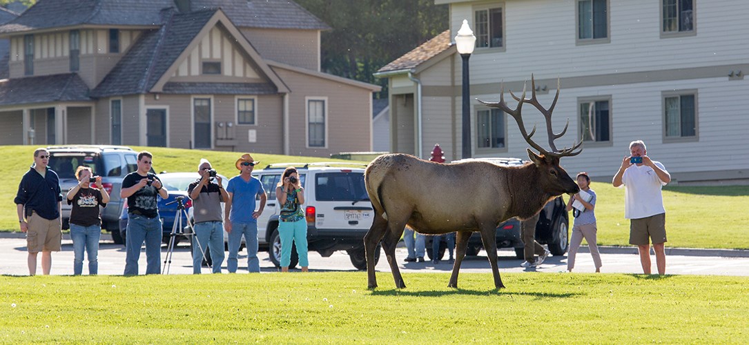 Visitors stand too close to elk