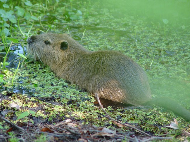 Nutria