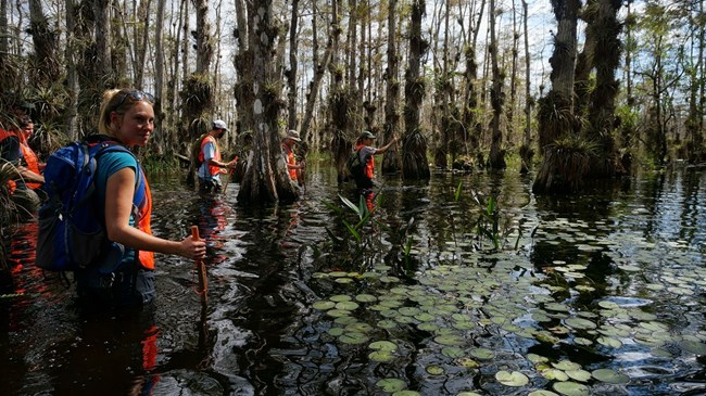 people in orange safety vests holding walking sticks hike through waist deep swamp water
