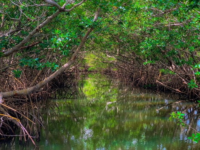 mangroves line a path through the water