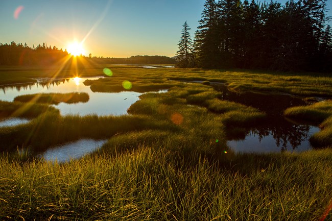 the sun sets over a marsh land with patches of tall grasses and patches of still water